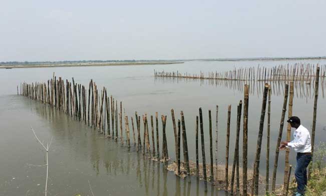 Bamboo Screening along the Riverbanks of Jania-Daukmari and Kalampur.