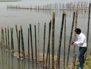 Bamboo Screening along the Riverbanks of Jania-Daukmari and Kalampur.